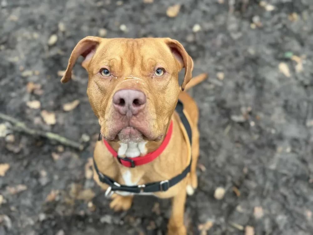 LAYRON OAA19909 photo 2