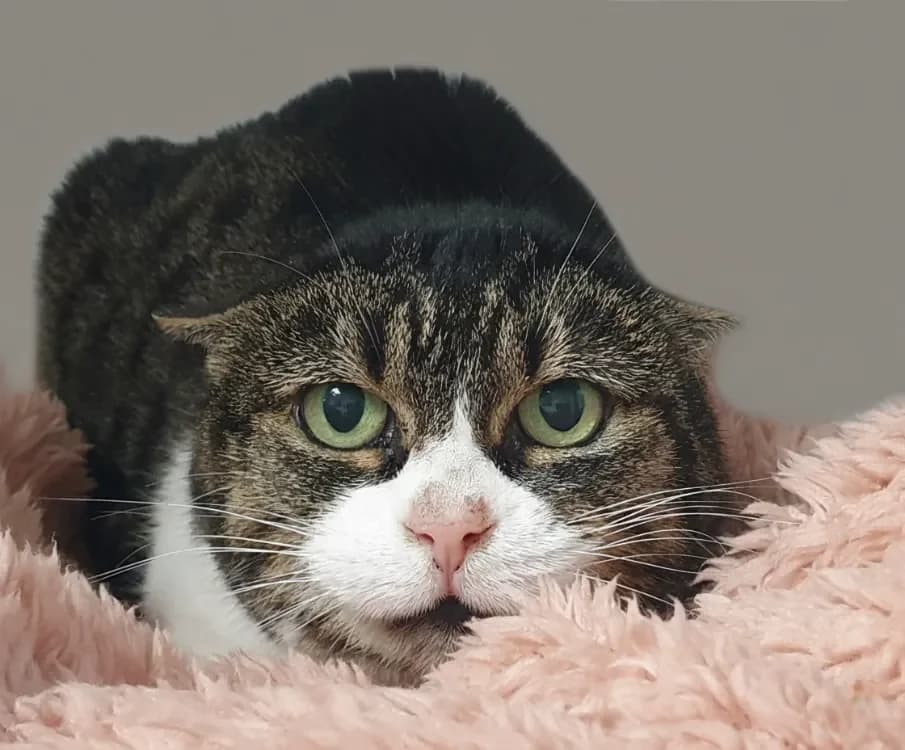 CHARLOTTE CHA, female mixed breed for adoption at SPA Chamarande, Chamarande — photo 2 of 2