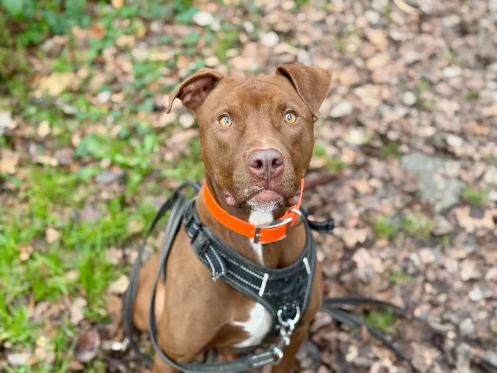 FLASH, male Mixed Breed for adoption at SPA Orgeval, Orgeval