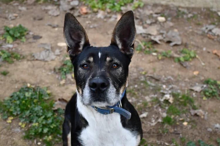 Filou, Mixed Breed (SPA Perpignan)