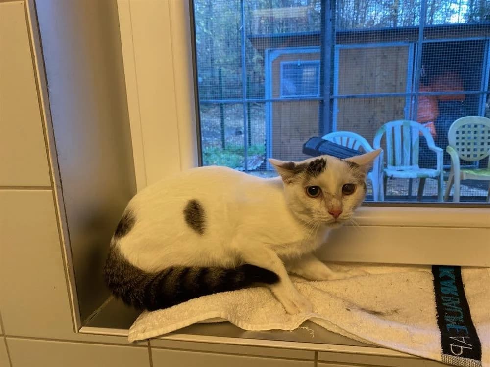 ZELDA,  (Maison SPA))