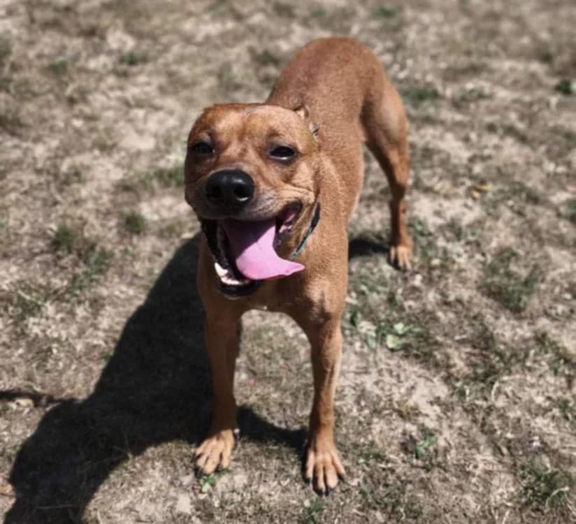 Pluto, Mixed Breed (SPA Compiègne)