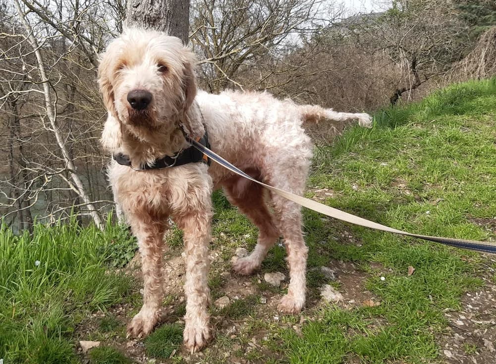 Oscar,  (SPA Troyes)