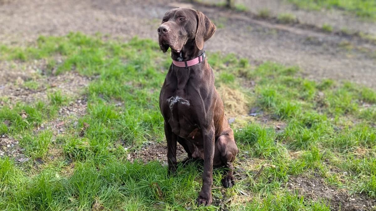 ALI DOG, unknown male Pointer for adoption at Bouguenais), Nantes
