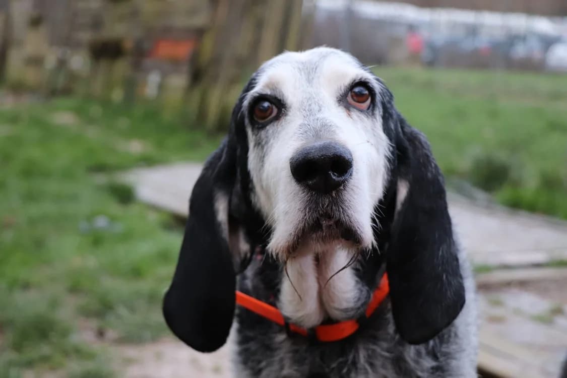 IGOR, male mixed breed for adoption at SPA Arras (Tilloy), Arras