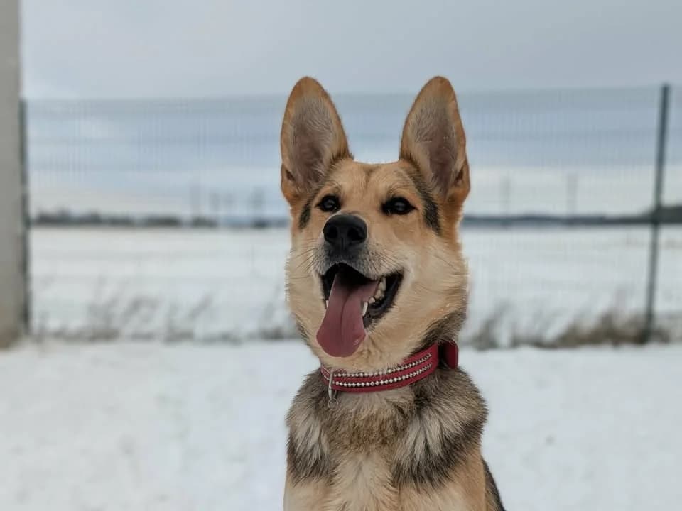 Ades, male 6yo German Shepherd for adoption at Amiens), Poulainville