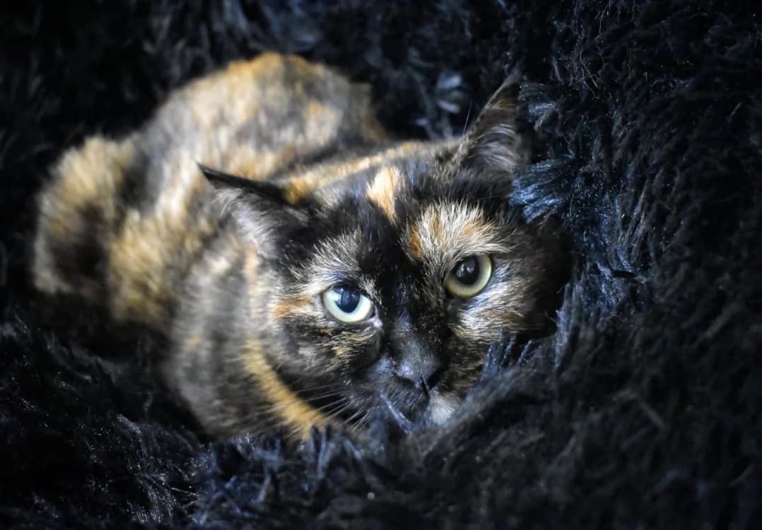 Oween, unknown female mixed breed for adoption at SPA Lézignan-Corbières, Lezignan