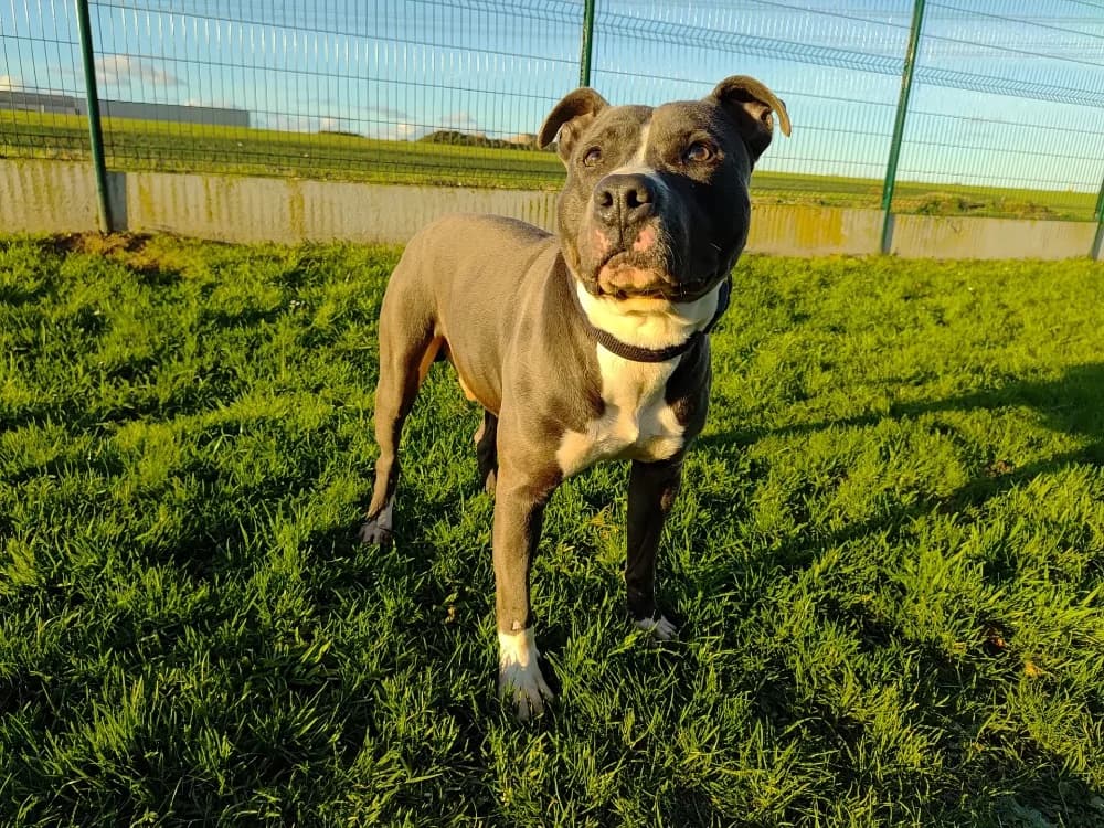 Marley, male young American Staffordshire Terrier for adoption at SPA Étalondes, Etalondes