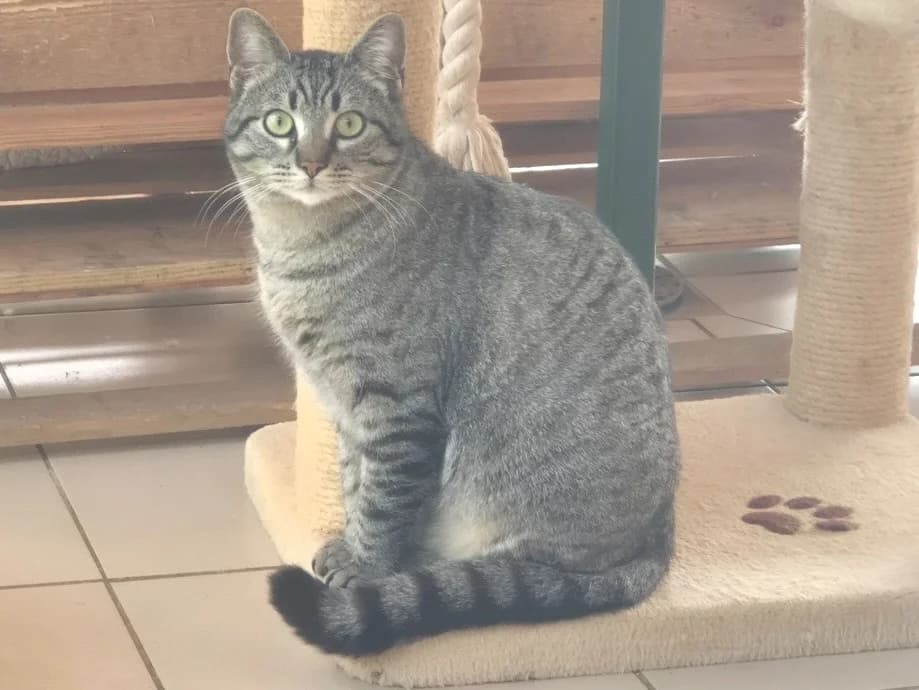 MEO, unknown male mixed breed for adoption at Coeur de Flandres), Hazebrouck