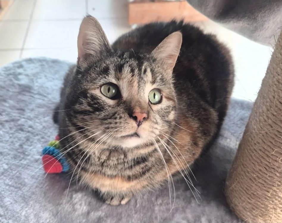 Jonny, male mixed breed for adoption at De Marsan