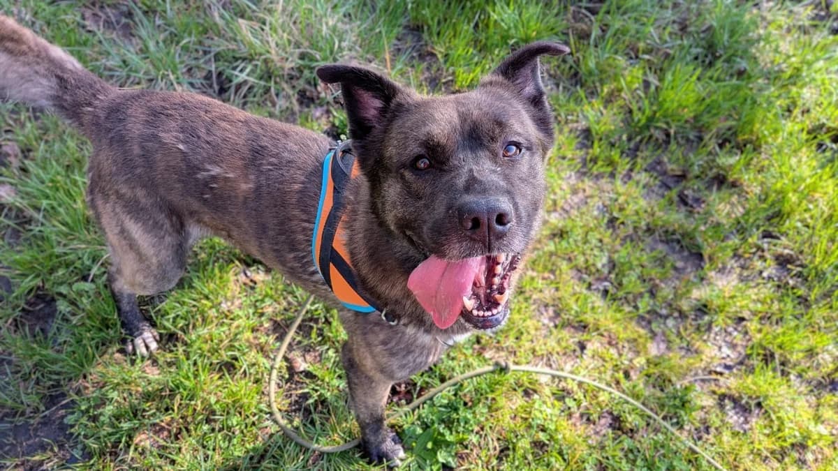 Phoenix, male 7yo Mixed Breed for adoption at Maison SPA), Maison