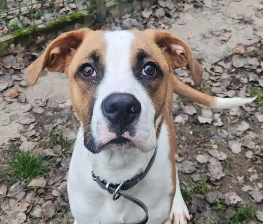 BIDOU, Mixed Breed (SPA Tours (Luynes))