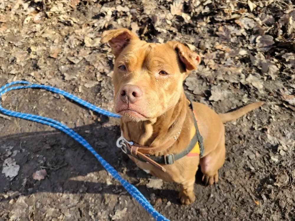 OLYA PAA24039 photo 2