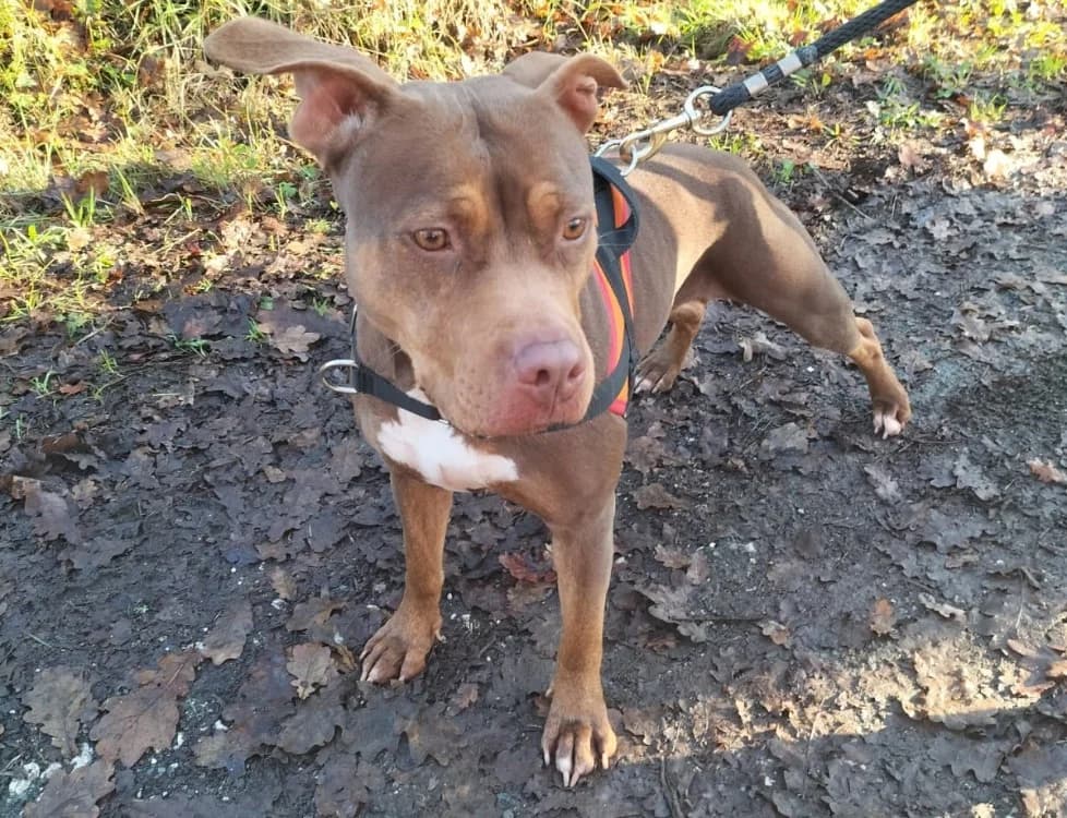Bella, Staffordshire Bull Terrier (Maison SPA))