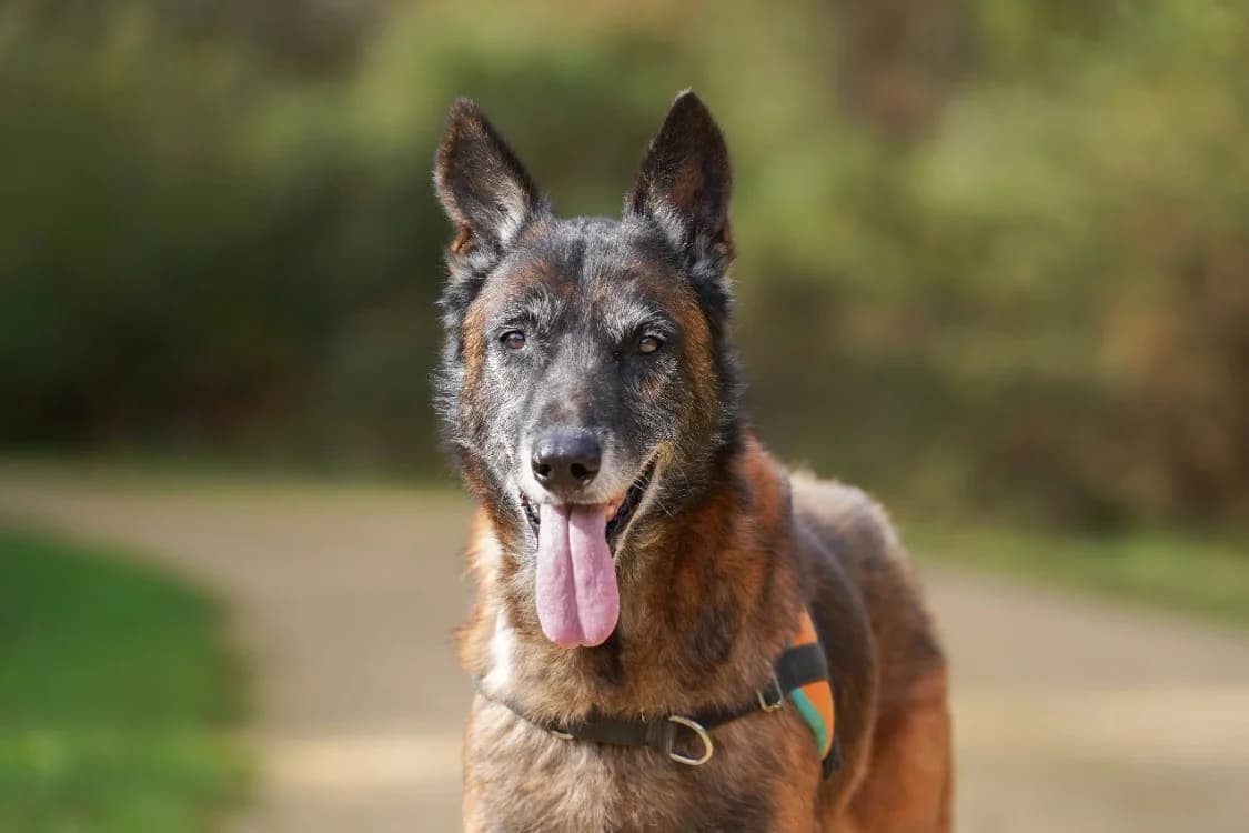 balou, Mixed Breed (SPA Mont-de-Marsan)