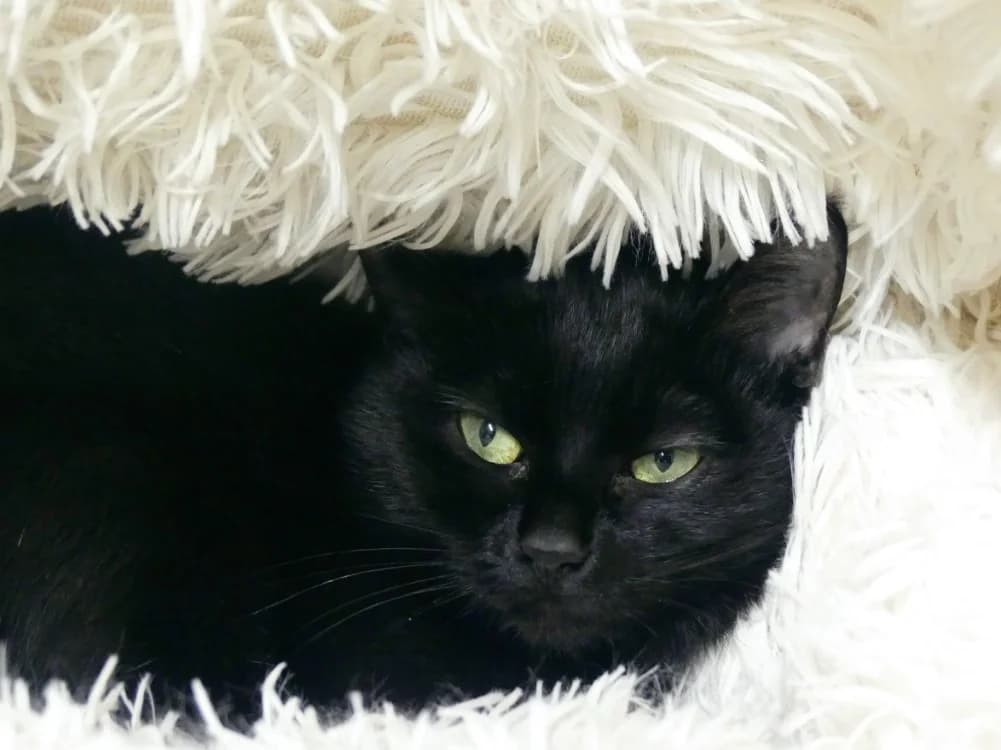 Chafouin, female mixed breed for adoption at Ardennes