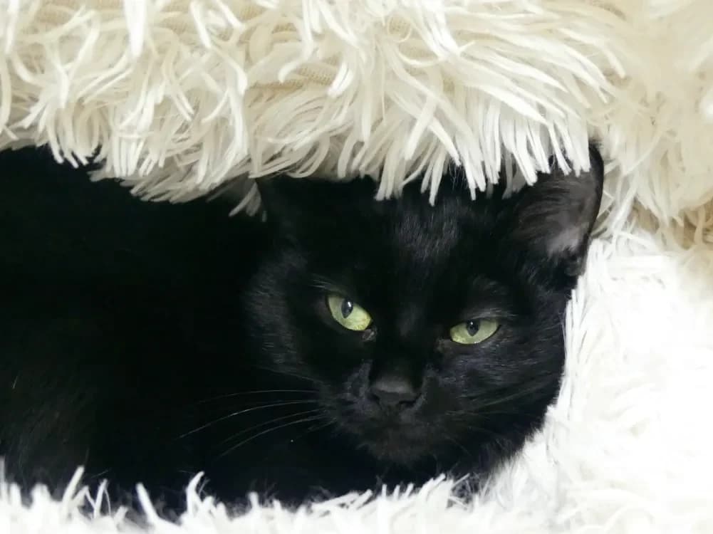 Chafouin, female mixed breed for adoption at Maubert-Fontaine), Ardennes photo 2