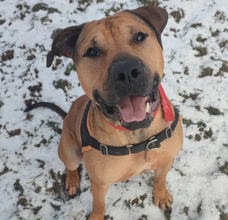 SULKY, male Mixed Breed for adoption at SPA Plaisir, Plaisir