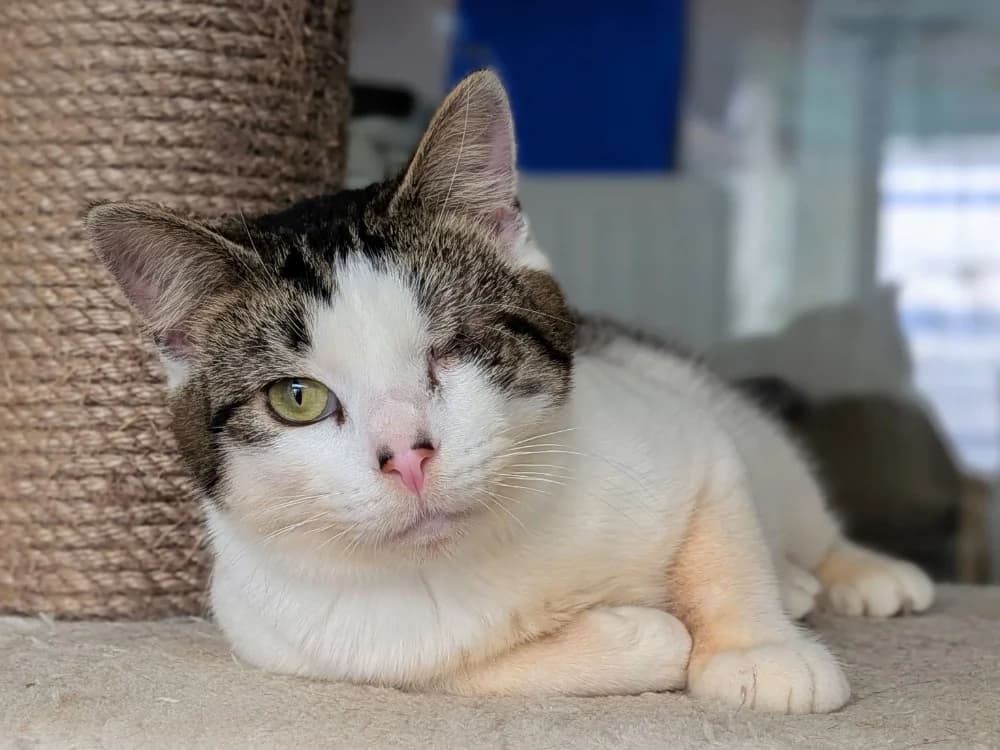 GANDALF, unknown male Mixed Breed for adoption at SPA Chilleurs-aux-Bois, Chilleurs