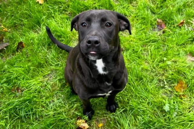IRIS, female young Labrador Retriever for adoption at SPA Vichy (Brugheas), Vichy