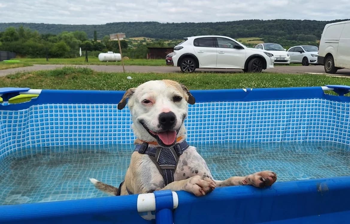 CIRILLA, female Mixed Breed for adoption at SPA Sarreguemines, Sarreguemines