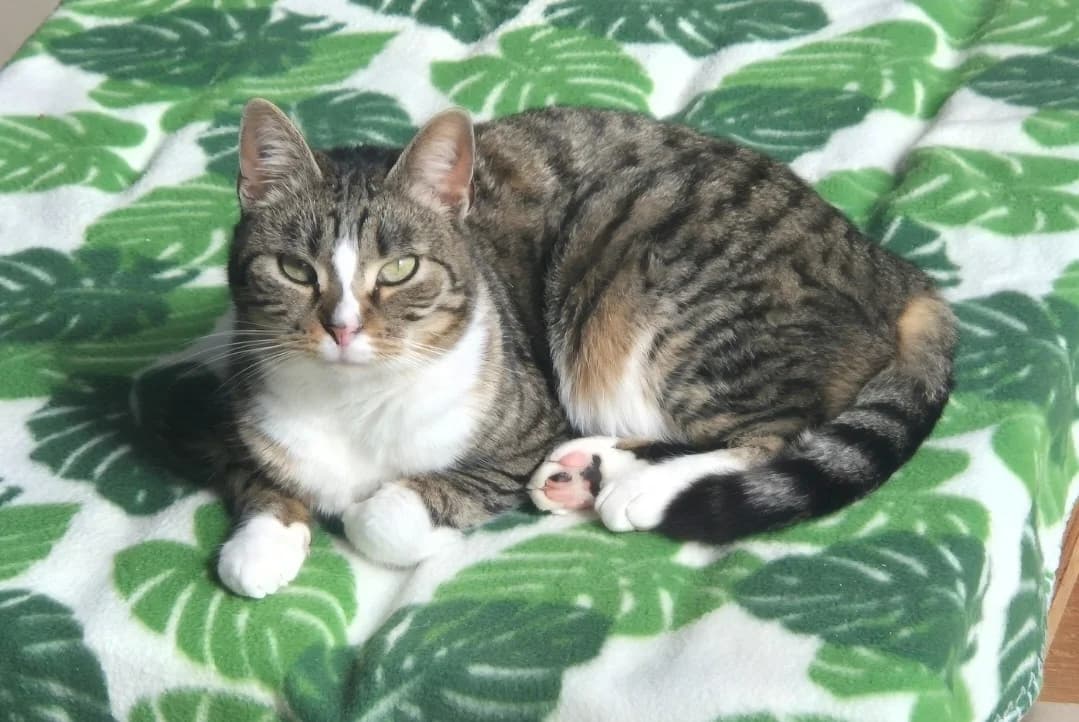 ERA, female mixed breed for adoption at SPA Mont-de-Marsan, De Marsan