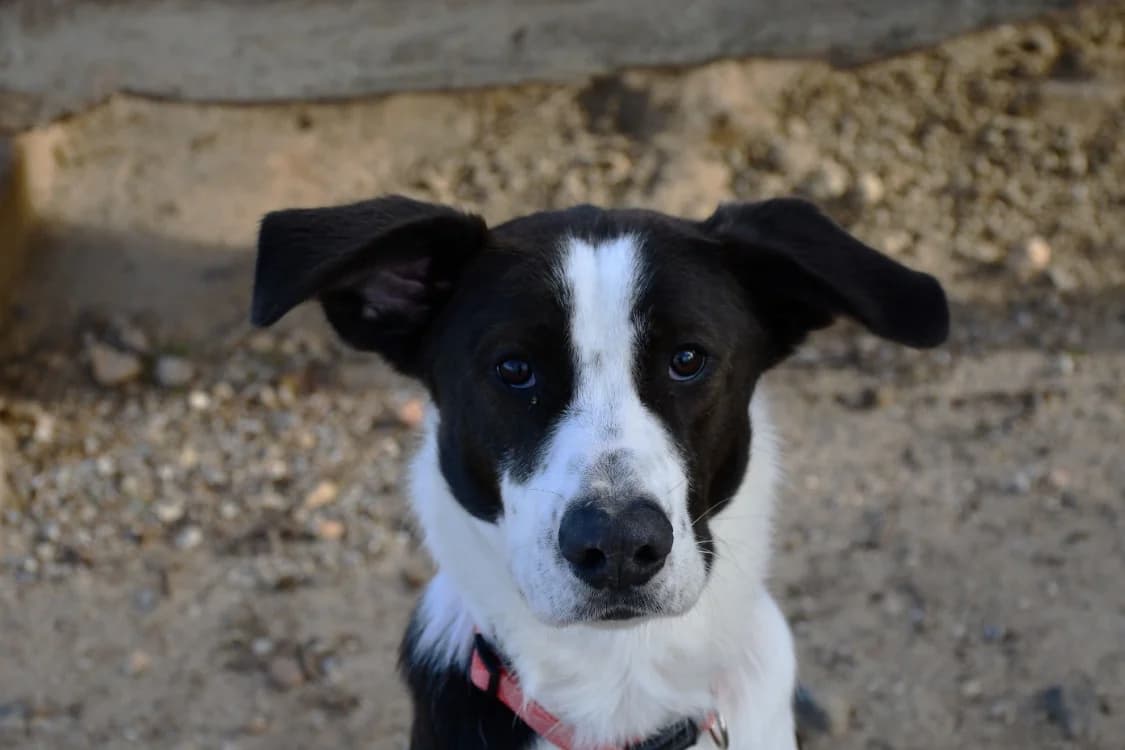 MILO, Border Collie (SPA Perpignan)