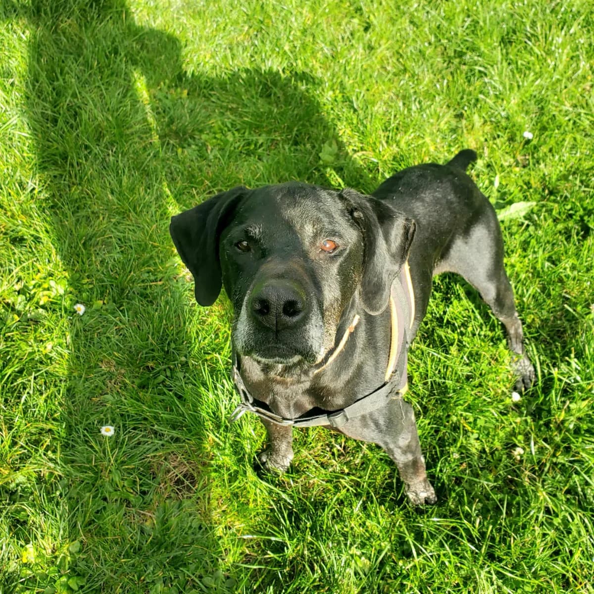 SUKLAA, male Pointer for adoption at Jean Leriche), Moree