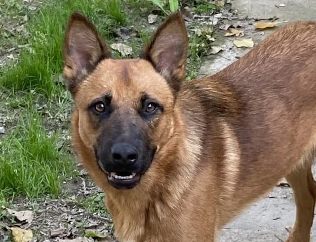 RANGER,  (SPA Torreilles)