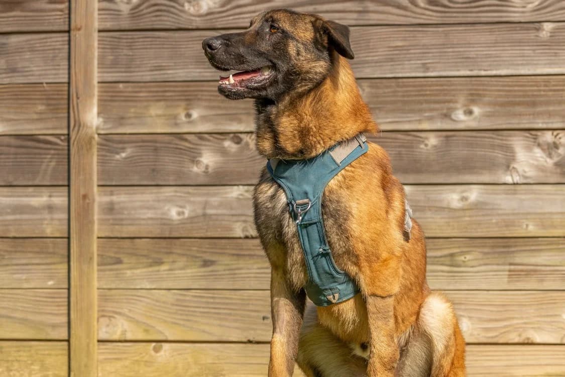 CHEIKH, male Belgian Malinois for adoption at SPA Rennes, Rennes
