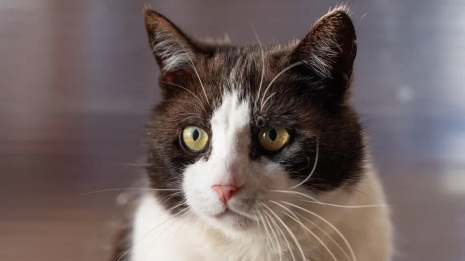 JOHNNY, male mixed breed for adoption at SPA Vitré, Vitre