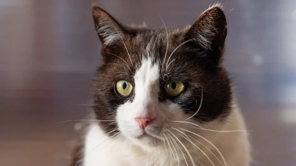 JOHNNY, unknown male mixed breed for adoption at SPA Vitré, Vitre — photo 3 of 3