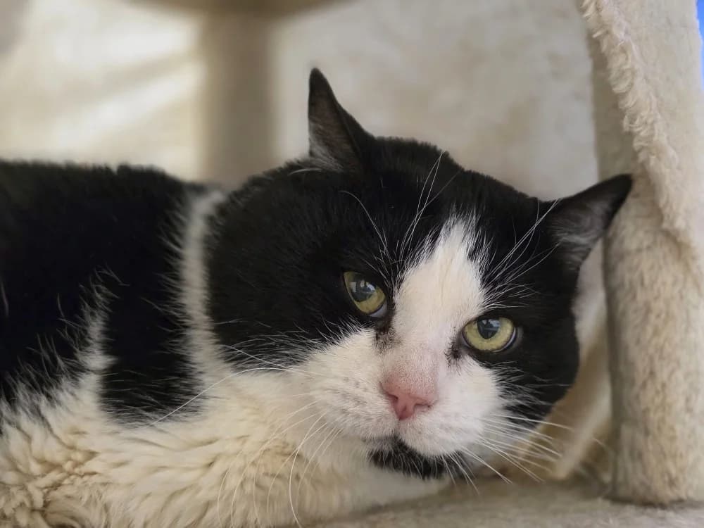 Félix, male mixed breed for adoption at Lyon