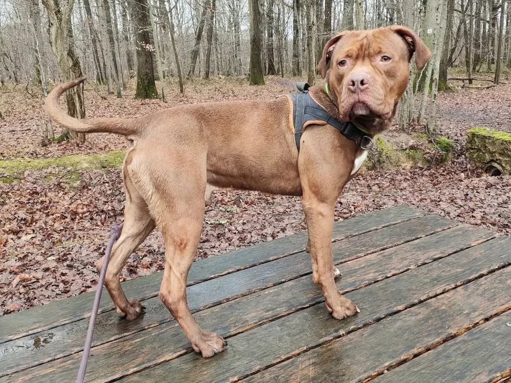 potiron PAA24052 photo 2