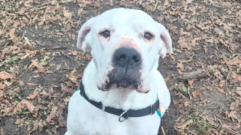Venom, Mixed Breed (Maison SPA))