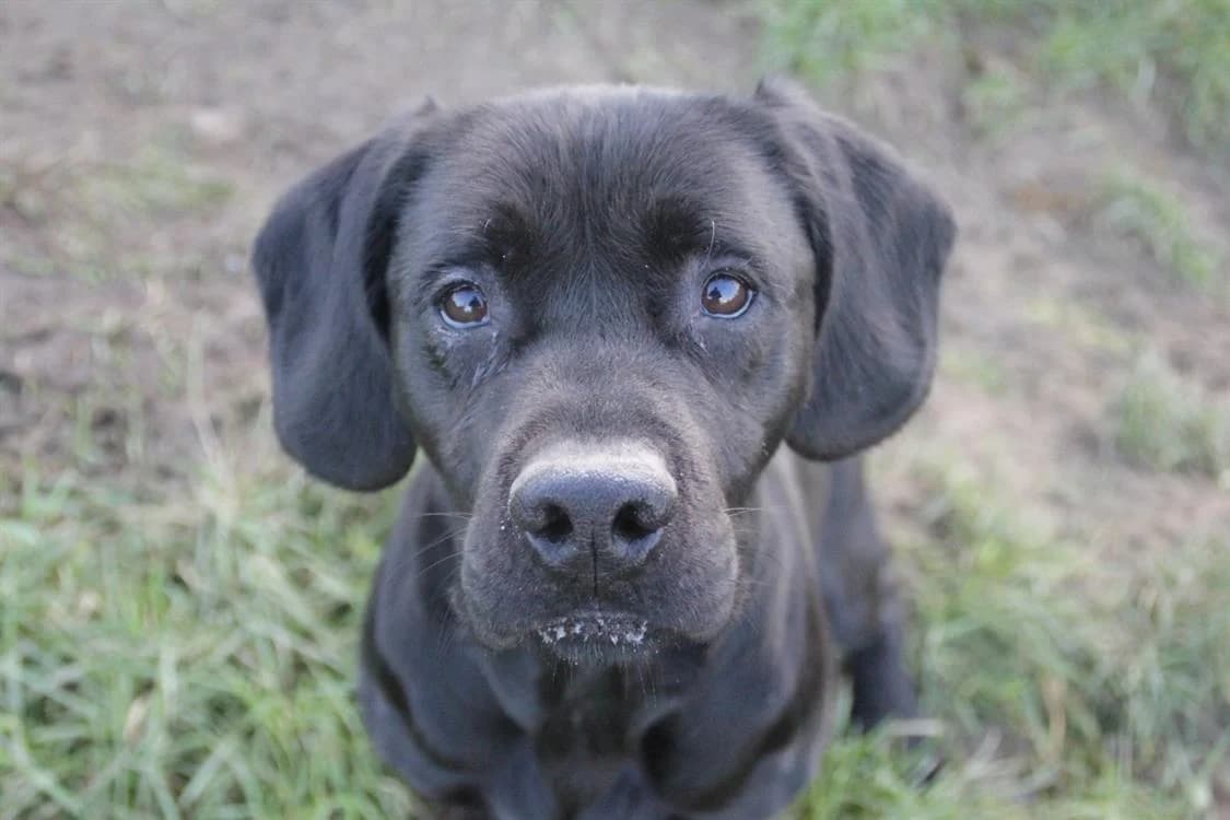 PRACK, Labrador Retriever (SPA Chilleurs-aux-Bois)