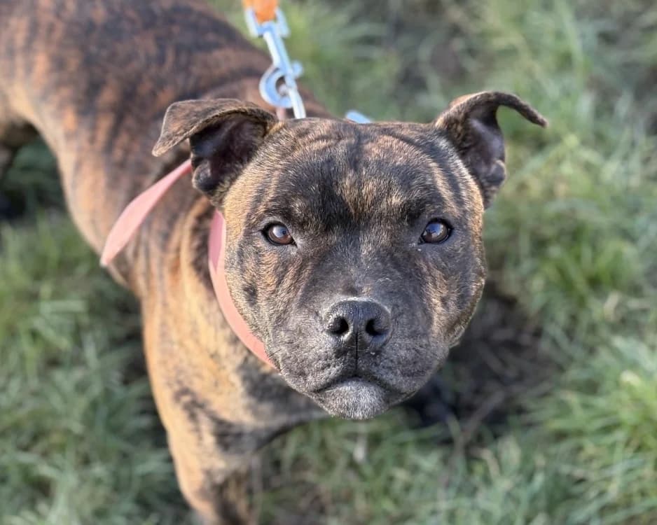 ASKO, Staffordshire Bull Terrier (SPA Montluçon)