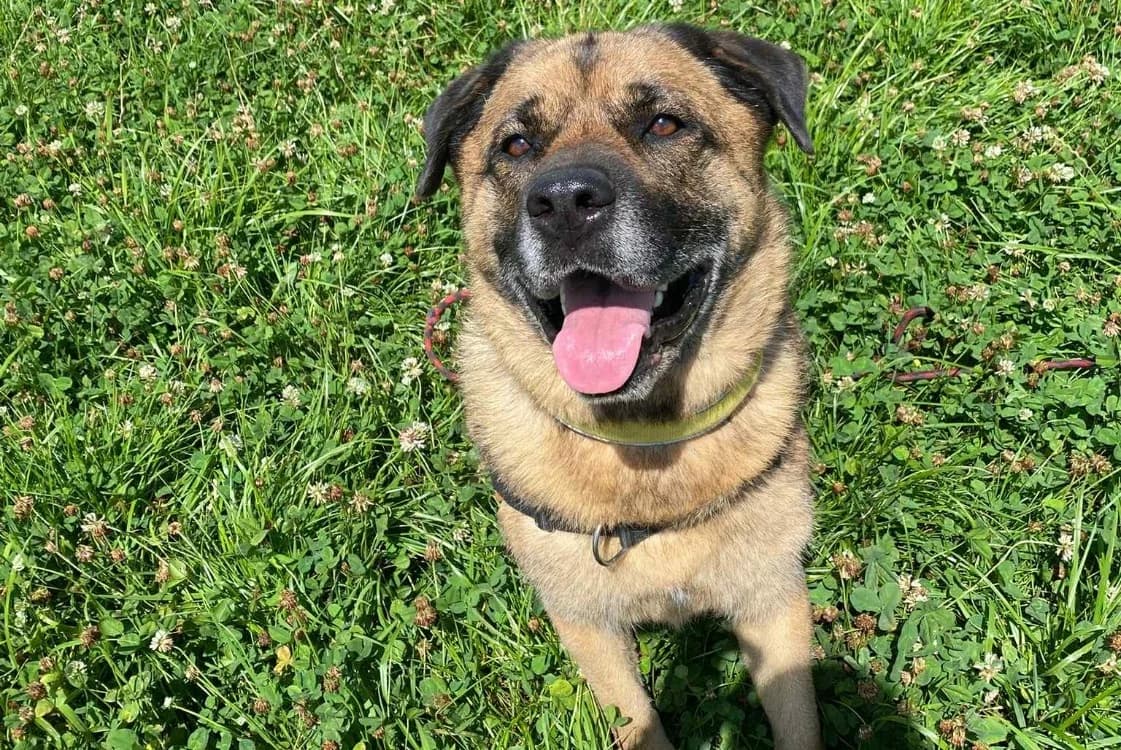 Baloo, male 6yo Mixed Breed for adoption at Haute-Marne), Voillecomte