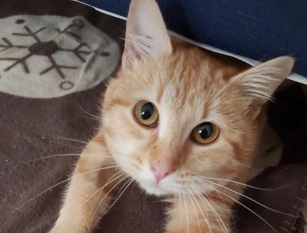 CASIMIR, male young mixed breed for adoption at SPA Cholet, Cholet
