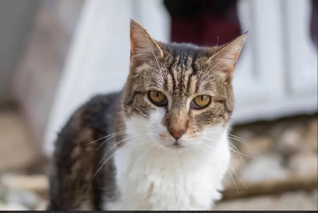 GARGANTUIN, unknown male mixed breed for adoption at SPA Vannes, Vannes — photo 2 of 2