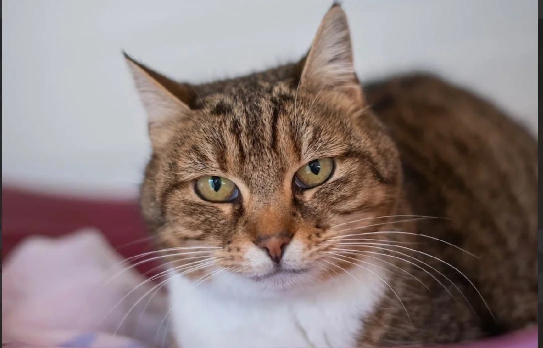 HELINA, female mixed breed for adoption at SPA Vannes, Vannes