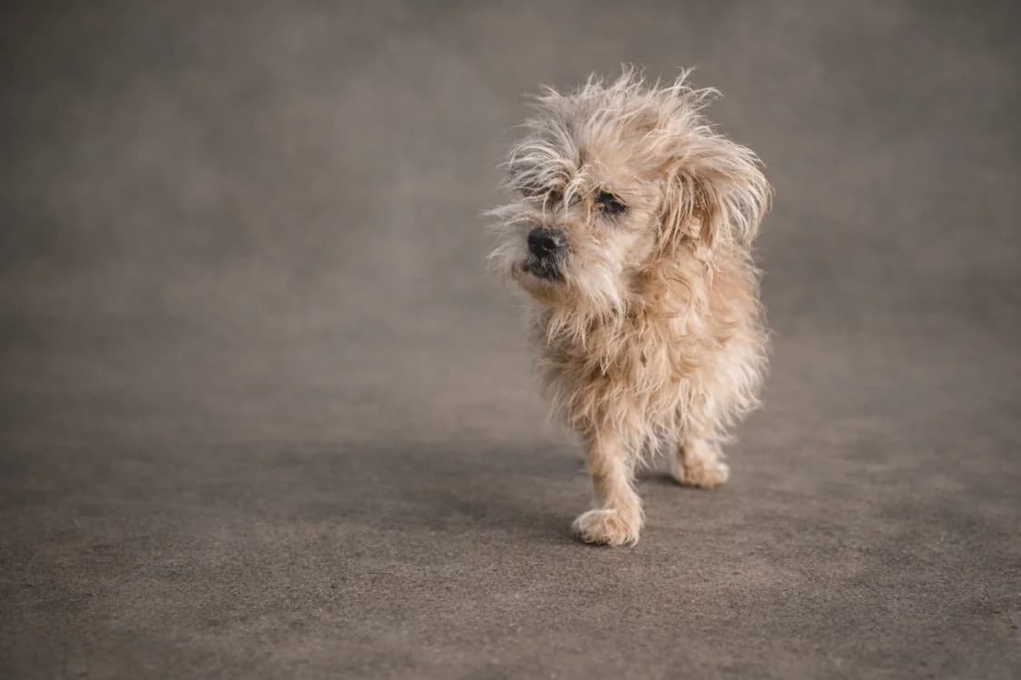 PINCEAU réservé, male Yorkshire Terrier for adoption at SPA Troyes, Troyes