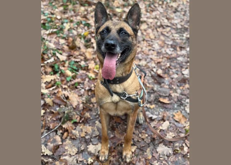 PETIT COEUR, Belgian Malinois (SPA Hermeray)