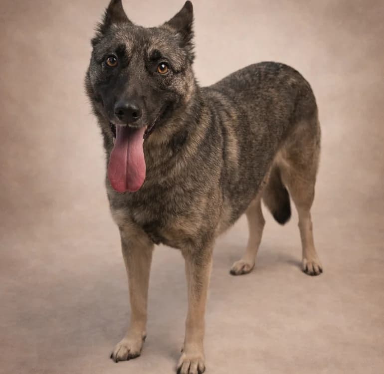 ILANI, Belgian Malinois (SPA Troyes)
