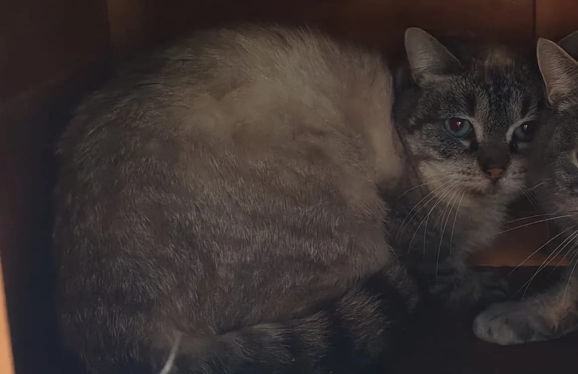 FLEURY, Siamese (SPA Gennevilliers (Grammont))