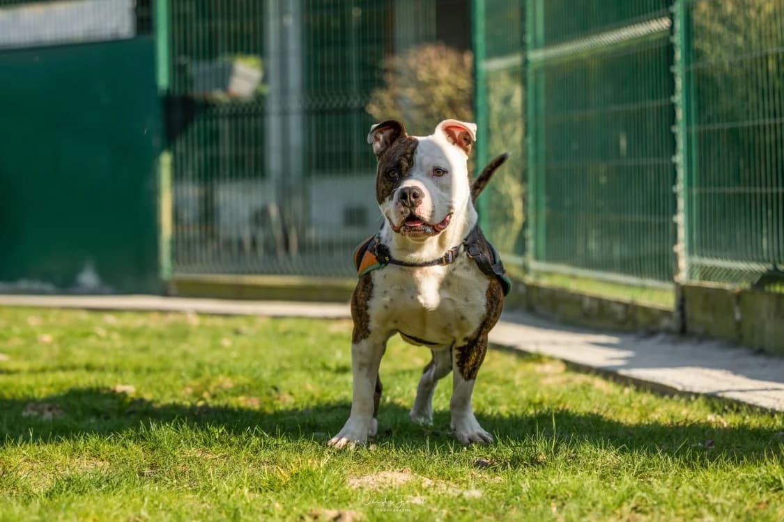 FLOP, French Bulldog (SPA Rennes)