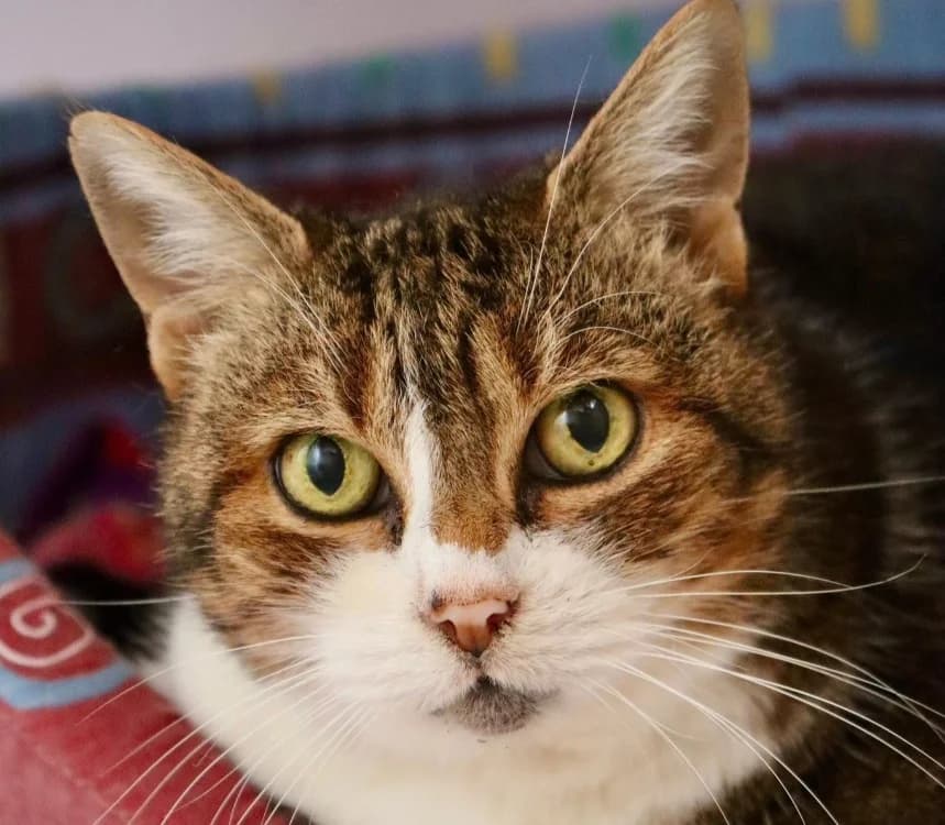 Minette, female mixed breed for adoption at Voillecomte