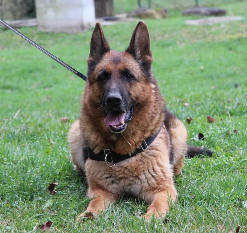 Othello, German Shepherd (SPA Mirepoix)
