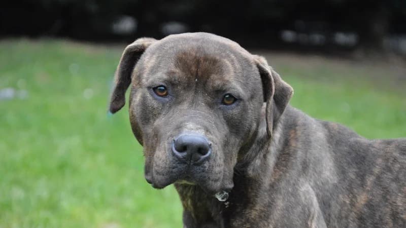 TIKITA CHAO, unknown female Mixed Breed for adoption at SPA Chamarande, Chamarande