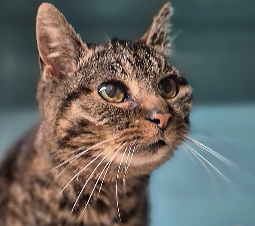 STELLA, female mixed breed for adoption at SPA Crozon, Crozon